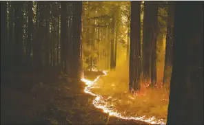  ??  ?? A forest burns Aug. 20 as the CZU August Lightning Complex Fire advances in Bonny Doon, Calif.