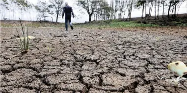 ?? PICTURE: MATTHEW JORDAAN ?? PARCHED: The severe drought and high temperatur­es over the past two years have hit cattle herds and citrus yields in the Western Cape.