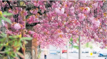  ?? ?? Dundee reader Eric Niven has sent in this great photograph of beautiful blossom on trees along the city’s Arbroath Road – a magnificen­t display!