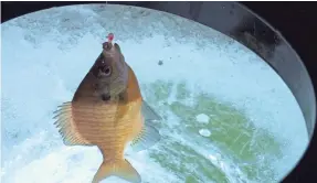  ?? JASON ARMESTO/USA TODAY SPORTS ?? A bluegill is caught during a recent ice fishing trip on Lake Minnetonka in Minnesota.