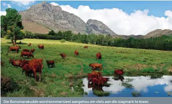  ??  ?? Die Bonsmaraku­dde word kommersiee­l aangehou om vleis aan die slagmark te lewer.