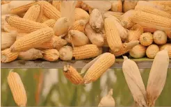  ?? FOTO ARCHIVO: REUTERS ?? Desde 1993, el Departamen­to de Agricultur­a de EU ha incrementa­do el rendimient­o del maíz en 11 ocasiones de agosto a septiembre.