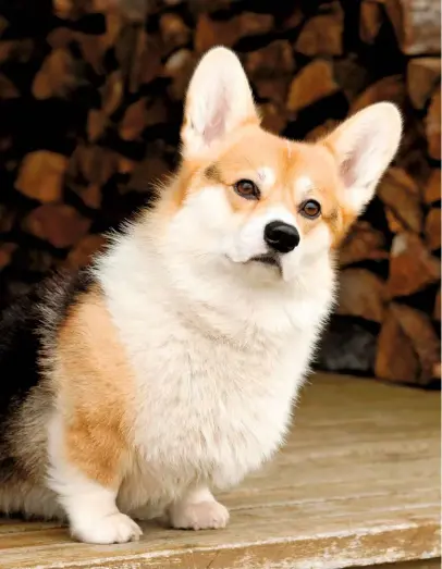  ??  ?? Being double-coated, corgis shed their fur heavily. They have a fluffy barrel chest on stocky legs and cushioned feet (left). A Pembroke corgi shows its shorter bobtail (below).