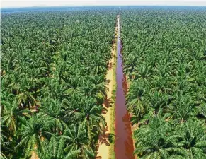  ??  ?? An aerial view of Tennamaram palm oil estate.