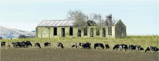  ?? PHOTO: STEPHEN JAQUIERY ?? Brimming . . . Total dairy exports increased 13.9% to $16.7 billion for the year ended June; pictured, cows browse winter fodder beside a disused farm building, near Kelso.