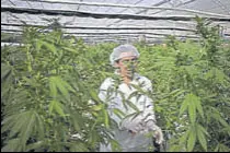  ?? AP FILE ?? A medical cannabis farm near the city of Safed, Israel.