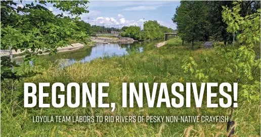  ?? DALE BOWMAN/SUN-TIMES ?? View from the southeast of the reworked area at the confluence of the North Branch of the Chicago River and the North Shore Channel at River Park, where Loyola University students trap and study invasive and native crayfish.