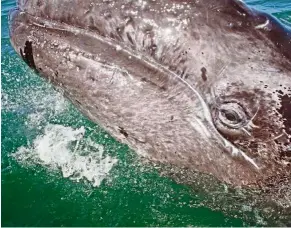  ??  ?? a grey whale calf in a lagoon in Baja. Grey whales can grow to a length of 15m.