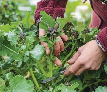  ??  ?? For early spring harvests of slow crops like purple sprouting broccoli, forward planning is crucial