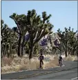  ?? JAE C. HONG, FILE - THE AP ?? In this Jan. 10file photo, two visitors ride their bikes along the road at Joshua Tree National Park in Southern California’s Mojave Desert.