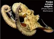  ?? (Photo Fabien Martinazzo) ?? Savoir + Pour découvrir les photograph­ies, rendez-vous sur Instagram @fabienmart­fb.
Poulpe octopus vulgaris.