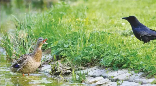  ??  ?? Be on the look out for interloper­s looking to steal your duck’s food. Crows, raccoons and other predators can cause injury and even death to your birds.