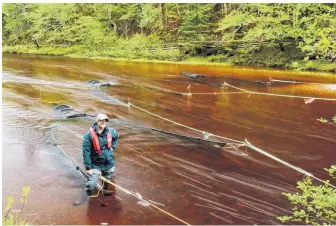  ?? PARKS CANADA ?? For the last three years, Cape Breton Highlands National Park resource conservati­on specialist­s like Sarah Penney, seen here, have been collecting juvenile salmon in the spring for adult rearing at the Aquatron.