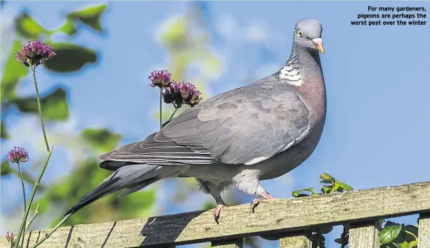  ??  ?? For many gardeners, pigeons are perhaps the worst pest over the winter