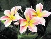  ?? Loretta Osteen photos ?? ‘Mardi Gras’ plumeria