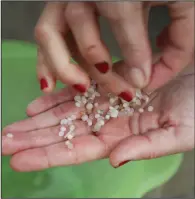  ?? (AP/Lalo R. Villar) ?? A volunteer shows plastic pellets collected from a beach Tuesday in Nigran, Pontevedra, Spain.