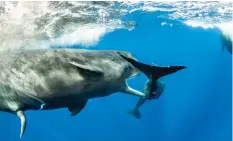  ??  ?? TEENAGER by Franco Banfi, Switzerlan­d. Banfi was free diving off Dominica in the Caribbean Sea when he witnessed this young male sperm whale trying to copulate.