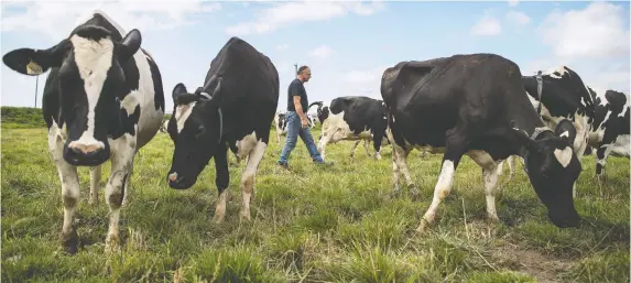  ?? DARRYL DYCK/THE CANADIAN PRESS FILES ?? Food policy analysts say Canada’s $1.75-billion compensati­on for dairy farmers risks exacerbati­ng competitiv­eness issues in the industry.