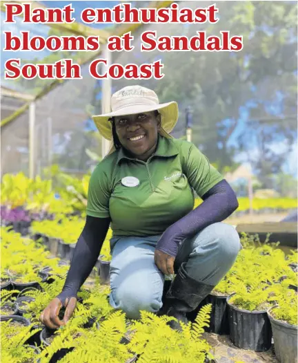  ?? ?? Aveney Williams having fun in her favourite place, the plant nursery at Sandals South Coast, where she ensures her plants are always in the best condition.