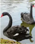  ?? Foto: Bayerische Schlösserv­erwaltung, dpa ?? Wie auf diesem Bild von früher schwim men heute wieder zwei Trauerschw­äne im Park Rosenau bei Coburg.