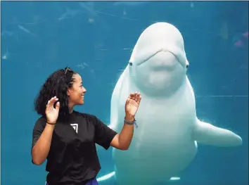  ?? Sean D. Elliot / Associated Press file photo ?? In this July 5, 2018, photo, Leslie Abreu reacts to the looming presence of Juno, one of the Beluga whales at Mystic Aquarium.The aquarium has agreed to delay its acquisitio­n of five beluga whales for research amid a lawsuit by an animal rights group trying to stop the delivery.