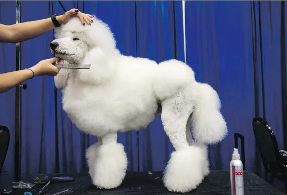  ?? PHOTOS: THE WASHINGTON POST ?? Standard poodle Ether gets some attention at Groom Expo, an annual competitio­n that pairs rescue dogs with groomers who give them a dose of glamour.