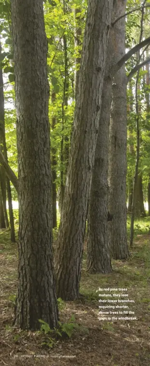  ??  ?? As red pine trees mature, they lose their lower branches, requiring shorter, dense trees to fill the gaps in the windbreak.