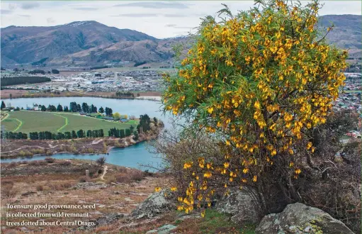  ??  ?? To ensure good provenance, seed is collected from wild remnant trees dotted about Central Otago.