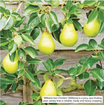  ??  ?? ‘Williams bon Chretien’ (Williams) is a juicy, spur-fruiting pear variety that is reliable, hardy and heavy cropping