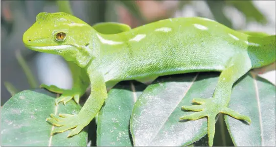  ?? PHOTO / ROSALIE WILLIS ?? A female gecko at Nga¯ Manu Nature Reserve in Waikanae.