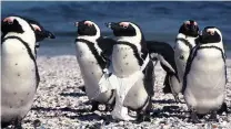  ?? PICTURE: PETER RYAN ?? TAINTED: Penguins suffer because of plastic.