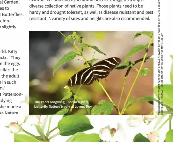  ??  ?? The zebra longwing, Florida’s state butterfly, flutters freely at Lovers Key.