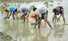  ?? — AFP ?? Farm labourers plant paddy seedlings in a field on the outskirts of Amritsar, on Thursday.
