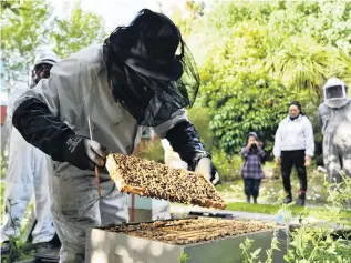  ?? PHOTO: LAURA SMITH ?? Garden setting . . . Southland Bee Society chairman Geoff Scott sets up new hives at Folster Gardens in Invercargi­ll.