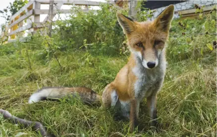  ??  ?? Foxes are fast, cunning and bold, and a single fox can quickly decimate an entire flock.