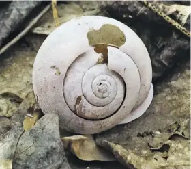  ??  ?? A large snail shell, battered and bleached by the elements, offers a bright spot among the leaf litter on the forest floor.