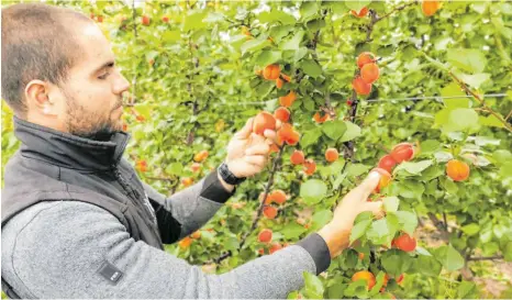  ?? FOTOS: ANDY HEINRICH ?? Alexander Martin prüft die Qualität der Aprikosen, die neben Aroniabeer­en, Pfirsichen und Kiwis im erweiterte­n Anbauportf­olio des Obstbauunt­ernehmens immer mehr Raum einnehmen.