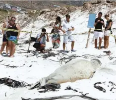  ??  ?? The Department of Environmen­tal Affairs and the City of Cape Town have received reports regarding the harassment of an elephant seal currently hauling out on Fish Hoek South beach.