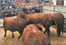  ??  ?? The Champion Group of Heifers owned by Austin Woodroofe.