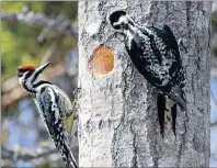  ?? DESIREE ANSTEY/JOURNAL PIONEER ?? Female and male yellow-bellied sapsuckers carve their home into a tree.