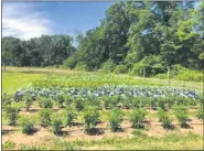  ?? SUBMITTED PHOTO ?? Crops growing on GreenAllie­s Farm.