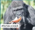  ??  ?? Afia has a snack