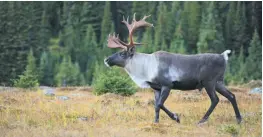  ?? HANDOUT PHOTO ?? A woodland caribou is shown in this handout photo.