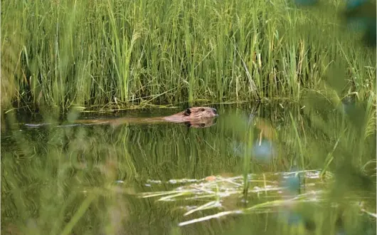  ?? NIKI CHAN WYLIE/THE NEW YORK TIMES PHOTOS ?? A beaver takes a swim Aug. 3 on land around the Cottonwood Ranch in Wells, Nevada. Some see beavers as weapons of climate resilience.