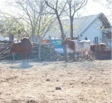  ?? ?? SED. No solo los habitantes que viven en las zonas aledañas a la presa sufren sed, el problema se extiende a los pocos bienes que tienen los ejidatario­s, sus animales.