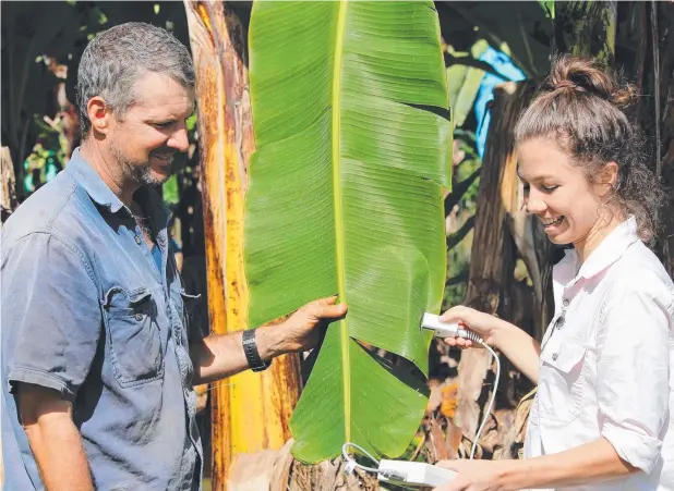  ??  ?? EARLY WARNING: Research horticultu­ralist Katelyn Ferro shows South Johnstone banana grower Doug Phillips a proximal sensing method she has been trialling to evaluate the health of banana plants before they show any physical signs of Panama disease.