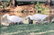  ?? Picture: Matthews Baloyi ?? DANGER: Cases of avian flu have been reported in Johannesbu­rg City Parks and Joburg Zoo facilities, with almost 550 carcasses being recovered from the Westdene and Emmarentia dams, Zoo Lake and Joburg zoo itself.