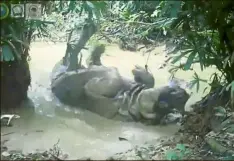  ?? — reuters ?? Indonesia: a seven-year-old male Javan rhinoceros enjoying a mud bath in ujung Kulon National Park in Banten.