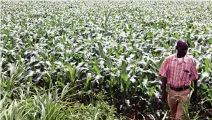  ??  ?? Kwayedza Farm manager Mr Godwin Mawire assesses his maize crop in Glendale last Friday. — Picture: Innocent Makawa