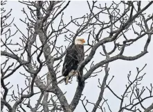  ??  ?? Wildlife watching is one of those activities with eagle watches being one of the most popular at some parks.